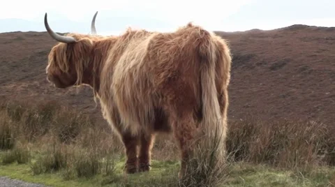Highland Cow on the moor Stock Footage 44366261