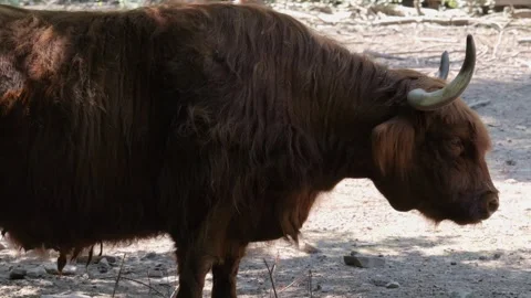 Highland cow  in motion Stock Footage 263652197