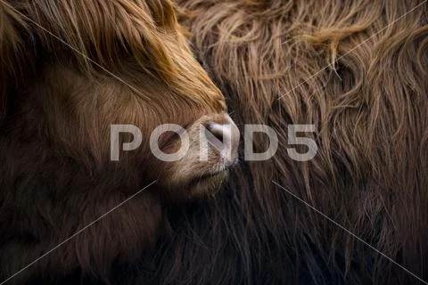 Highland cow near Shiel Bridge in the Scottish Highlands, Scotland, United Stock Photos