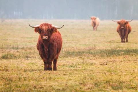 Highland Cow Stock Photos