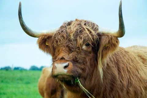 Highland Cow Stock Photos