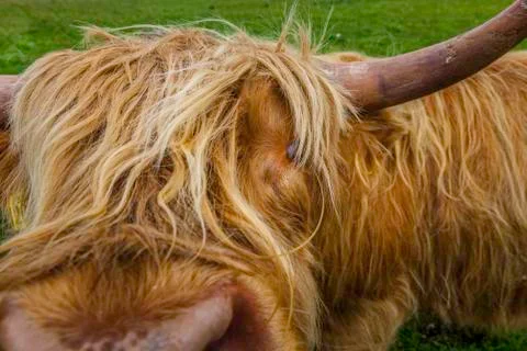 Highland Cow Stock Photos