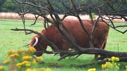 Highland cow scratching itself against a tree in a field Stock Footage 315874428