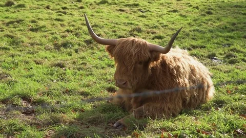 Highland Cow sitting on floor in the sunshine medium shot Stock Footage
