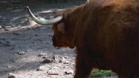 A highland cow slowly moving Stock Footage 252157319
