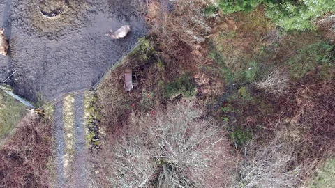 Highland Cows from above. Stock Footage 103168388
