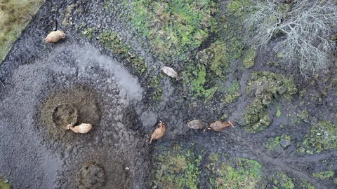 Highland Cows from above. Stock Footage 103168803