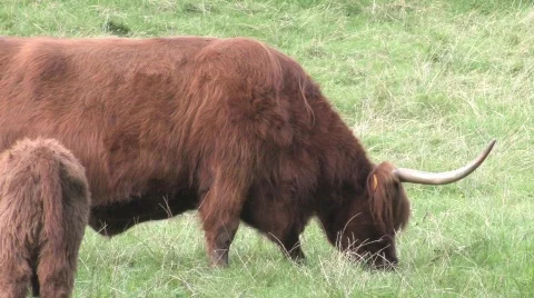 Highland Cows In Field Stock Footage 266367