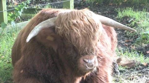 Highland Cows In Field Stock Footage 266384