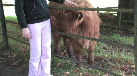 Highland Cows In Field Stock Footage 266401