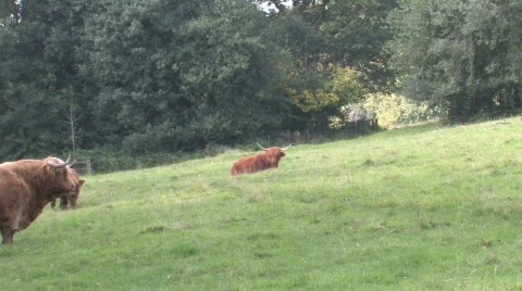 Highland Cows In Field Stock Footage 266415