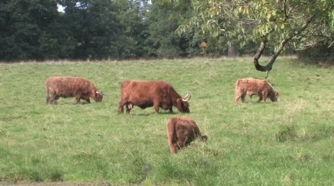 Highland Cows In Field Stock Footage 266426