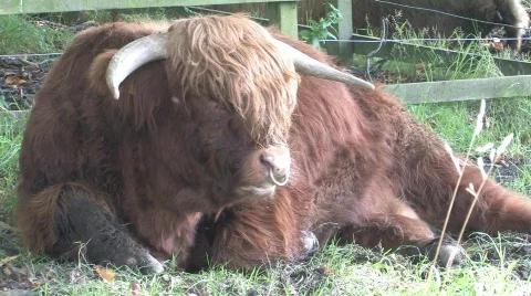 Highland Cows In Field Stock Footage 266431