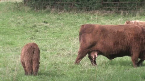Highland Cows In Field Stock Footage 266437