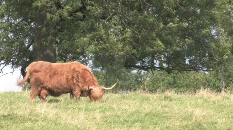Highland Cows In Field Stock Footage