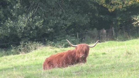 Highland Cows In Field Stock Footage 266449