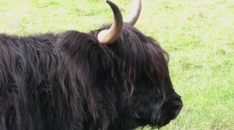 Highland Cows In Field Stock Footage 266453