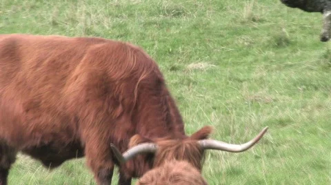 Highland Cows In Field Stock Footage 266464