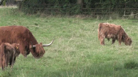 Highland Cows In Field Stock Footage 266489