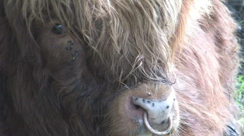 Highland Cows In Field Stock Footage 266505