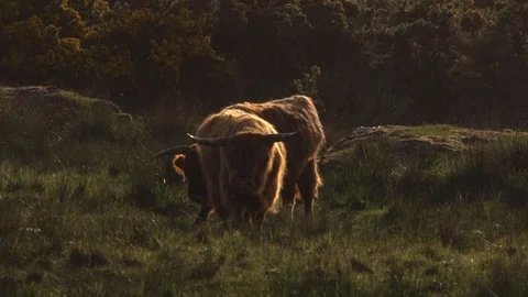 Highland cows in field Video stock 99026485