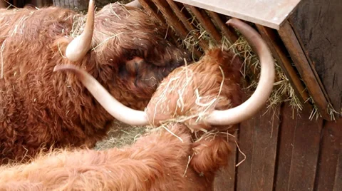 Highland Cows Stock Footage 33741915