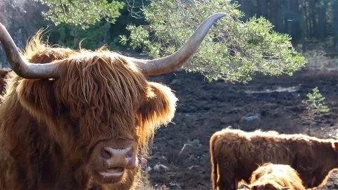 Highland cows Stock Footage 105123925
