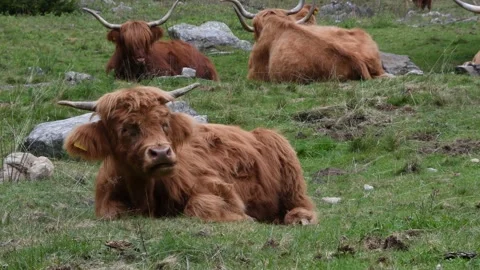 Highland cows Stock Footage 142071669