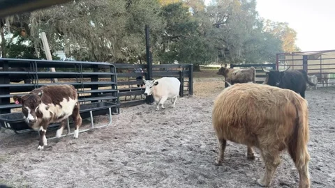 Highland Cows Stockbeeldmateriaal 297501420