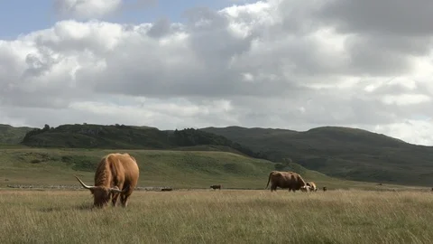HIGHLAND COWS GRAZE SCOTLAND HD Stock Footage 91900982