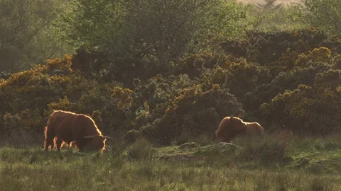 Highland cows grazing Video stock 98748224