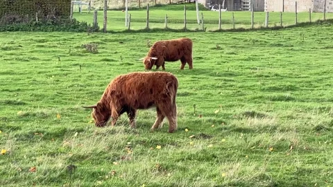 Highland Cows Grazing Stock Footage 230489624