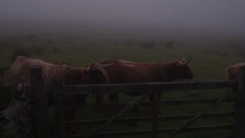 Highland cows peering over gate on a dark and misty day. Stock Footage 140974817