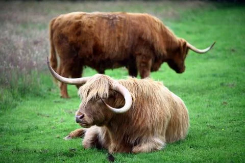Highland Cows Stock Photos