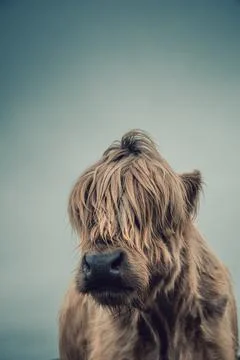 Highland cows portrait Stock Photos