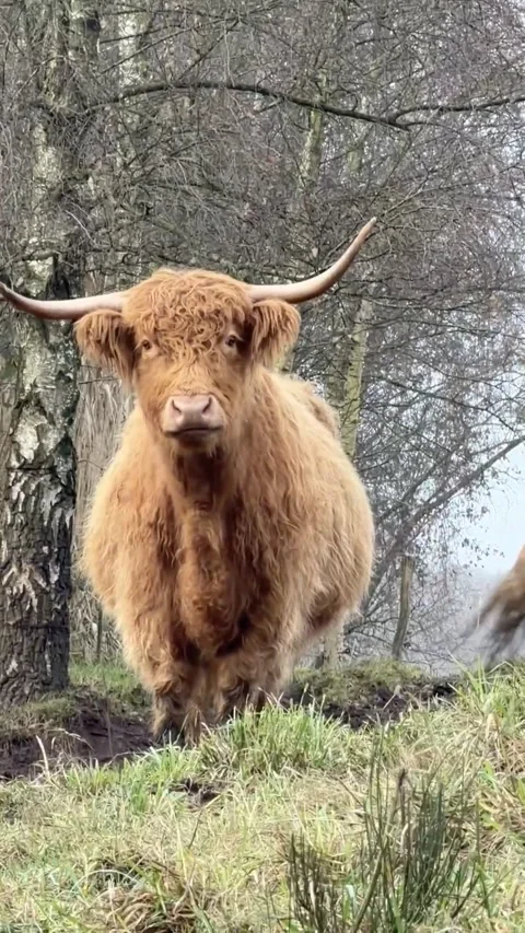 Highland cows standing and walking Stock Footage 324423320
