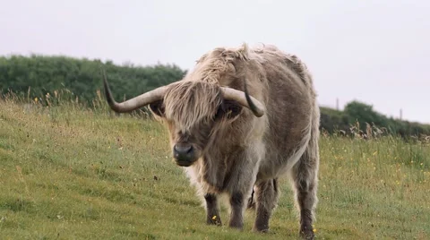 Highland Cows Two Angles - Isle of Skye Scotland Stock Footage 66691179