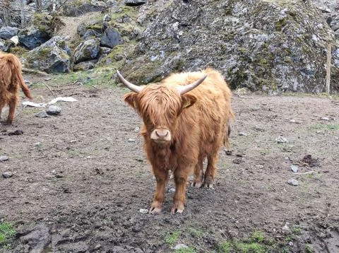 The Highland fluffy cows Stock Photos