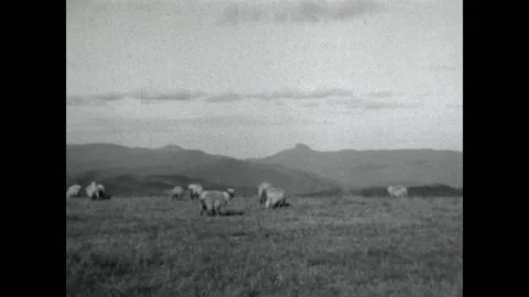 Highland Grazing 1934 Stock Footage 204044157