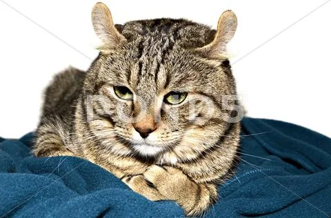 Highland lynx cat Stock Photos