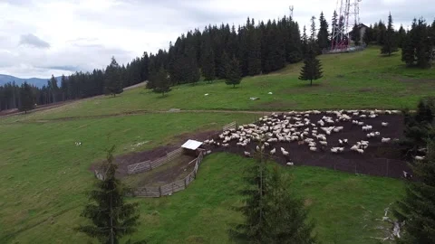 Highland Pasture: Drone's View Over Grazing Sheep Stock Footage 218984254