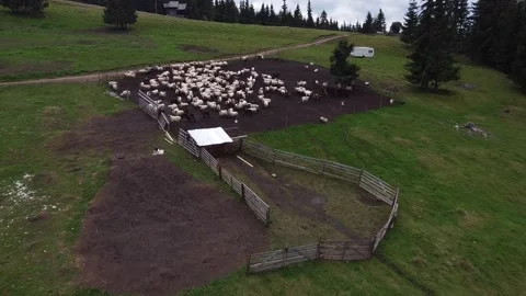 Highland Pasture: Drone's View Over Grazing Sheep Stock Footage 218984392