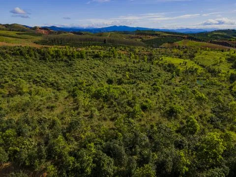 Highland plantations. Stock Photos
