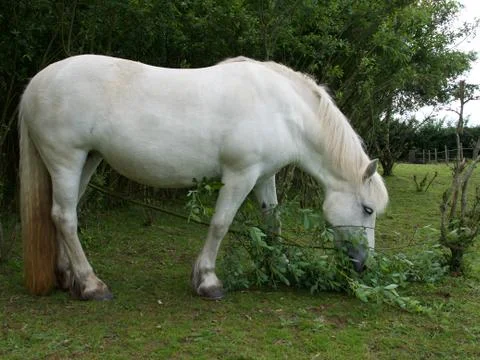 Highland pony Stock Photos