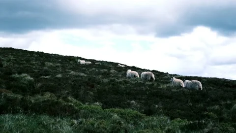 Highland Sheep Stock Footage 209302228