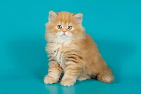 Highland straight cat on colored backgrounds Stock Photos