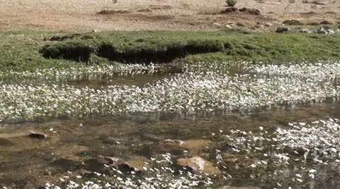 Highland stream in blossom 3 Stock Footage 10817609