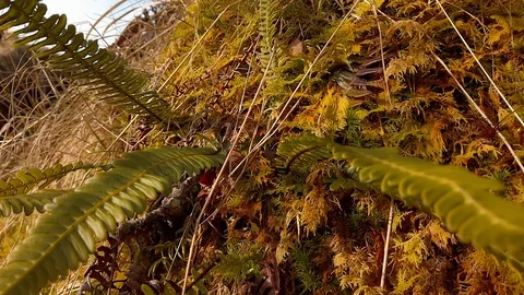 Highland stream Stock Footage 103106132