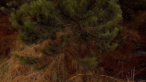 Highland stream Stock Footage 103106259