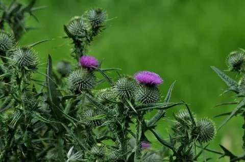 Highland Thistle Stock Photos